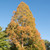 Dawn Redwood Tree (2-3 Foot)