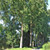 Hybrid Poplar Tree