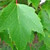 Red Maple Tree (2-3 Foot)