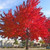 Red Maple Tree (2-3 Foot)