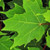The Tree Store Sugar Maple Tree (2-3 Foot) 