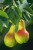 European Pear Tree (2-3 Foot)