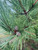 Norway Pine Tree (Red Pine) - Bare Root, 1-2 ft | Pinus resinosa