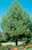 Norway Pine Tree (Red Pine) (5 Pack) - Bare Root, 1-2 ft | Pinus resinosa