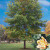 American Tulip Tree - 2-3 Foot | Liriodendron tulipifera