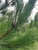 Norway Pine Tree -  2-3 Foot | Pinus resinosa