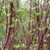 Red Osier Dogwood Shrub - 18-24 in | Cornus sericea
