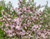Prairie Crabapple Tree - 2-3 ft | Malus ioensis