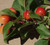 Prairie Crabapple Tree - 2-3 ft | Malus ioensis