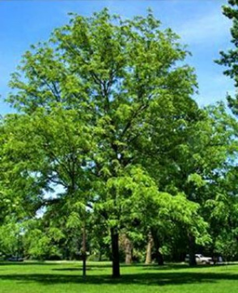 Black Walnut Tree