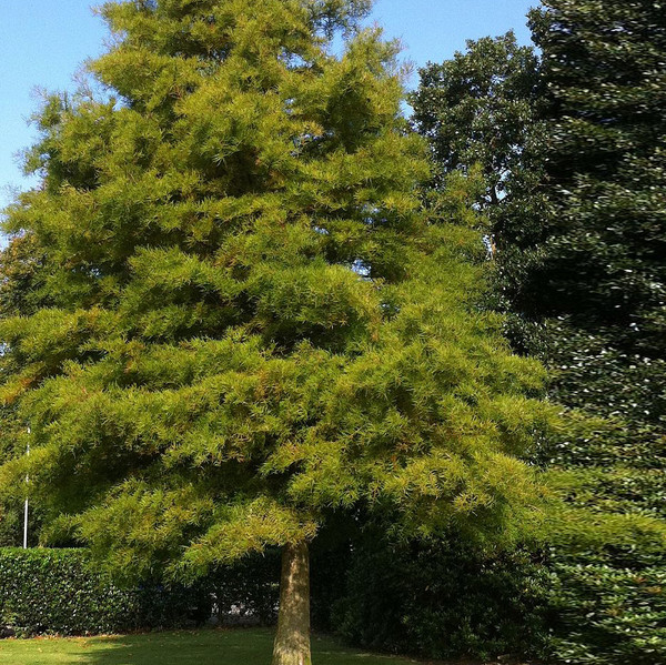 Dawn Redwood Tree (2-3 Foot)