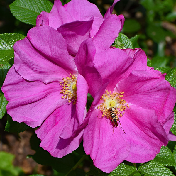 Japanese Rugosa Rose Bush (18-24 Inches)