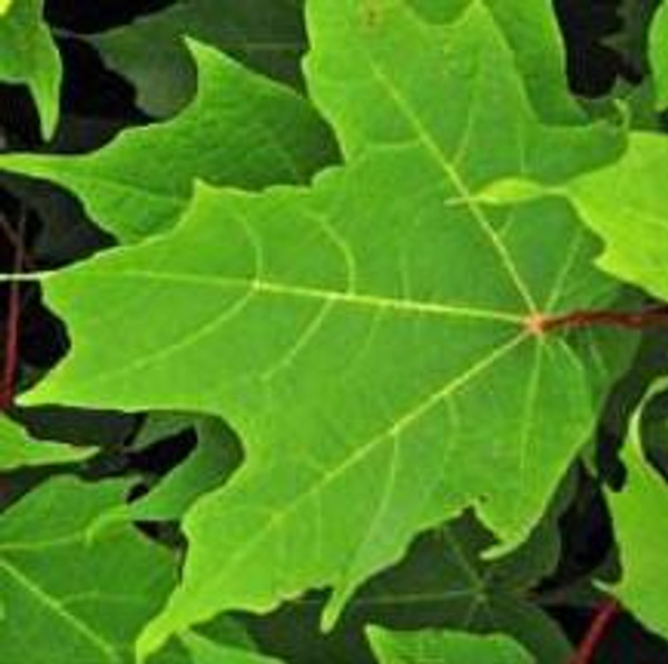 The Tree Store Sugar Maple Tree (2-3 Foot) 