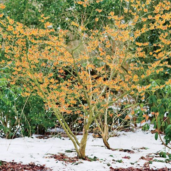 Witch Hazel Shrub (1-2 Foot)