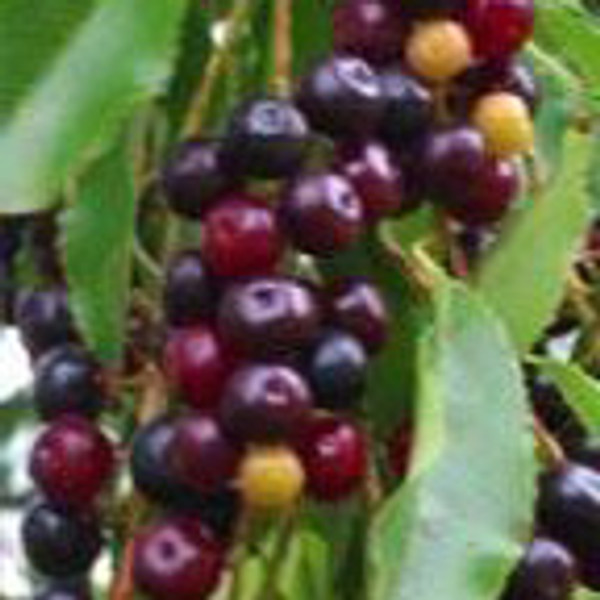 Black Rum Cherry Tree