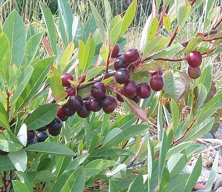 Hansen's Bush Cherry USDA Zones 48 23 Foot FastGrowing Shrubs