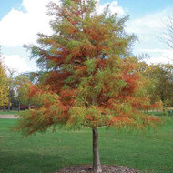 Bald Cypress Tree (2-3 Foot)