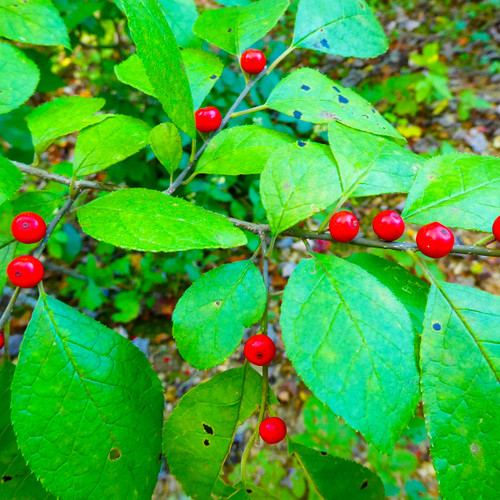 Northern Spicebush | USDA Zones 4-9 | 18-24 Inches | Ornamental Shrubs