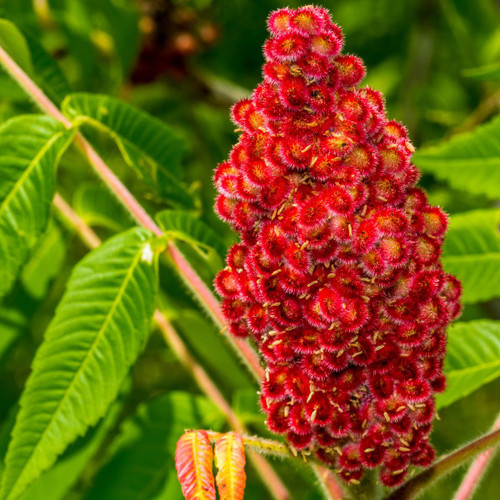 Staghorn Sumac Tree | USDA Zones 3-8 | 2-3 Foot | Fast-Growing Ornamental  Trees