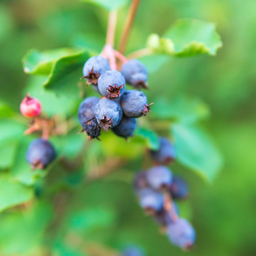 Saskatoon Serviceberry Fruit, Amelanchier Alnifolia O Shadberry Madurando En El Jardin