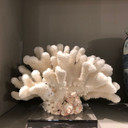 Cauliflower Coral Full 17