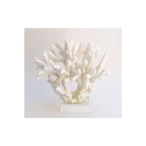 Staghorn Coral 17'+