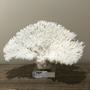 Table Coral Special 12"-15" On Acrylic Base