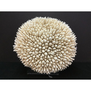 Table Display Coral Creation On Acrylic Base