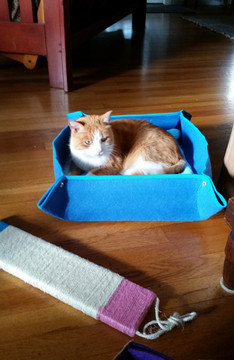 Felt Bed Cat Bed