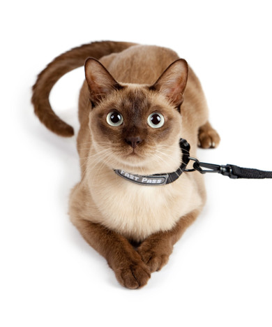 Cat Collar & Leash