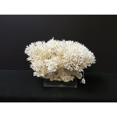 Birdsnest Creation On Acrylic Base