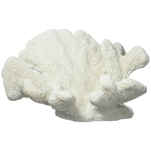 Catspaw Coral 12'-15'