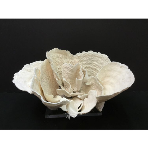 Cup Coral Creation On Acrylic Base
