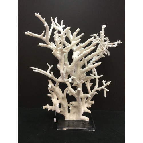 Staghorn Coral Creation On Acrylic Base