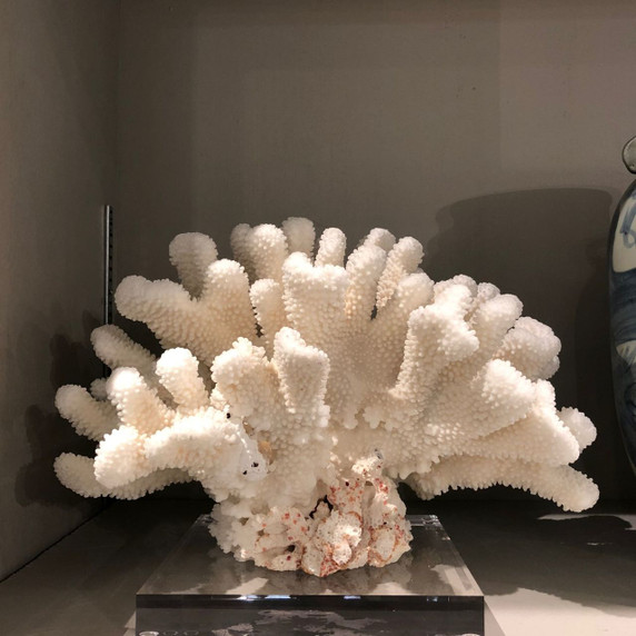 Cauliflower Coral Full 17
