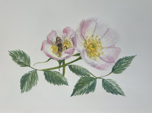 Originals and prints