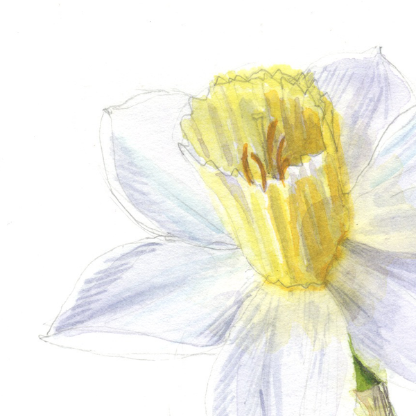 Clear Spring: Narcissus in Watercolour