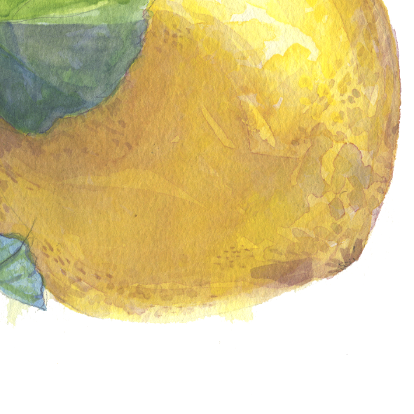 Lemon and Leaf: A Study in Watercolour