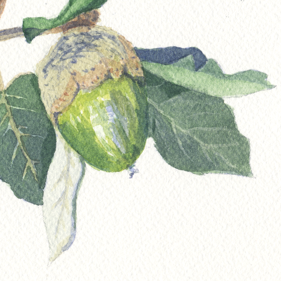 Hazelnut Branch: Botanical Watercolour Art