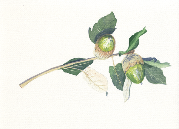 Hazelnut Branch: Botanical Watercolour Art