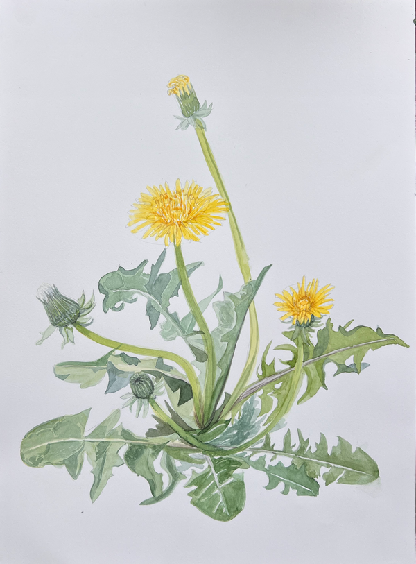 Watercolour for everyone - FOF Copenhagen