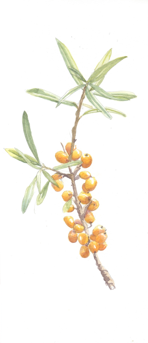 A branch of sea buckthorn, botanical watercolour, hand painter