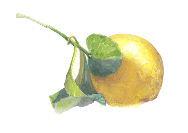 Lemon and Leaf: A Study in Watercolour
