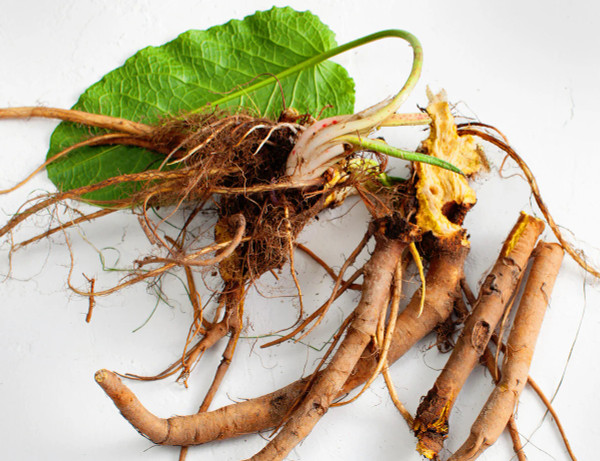 50g Root Tree Harvest Yellow Dock Root & Ground - various sizes
