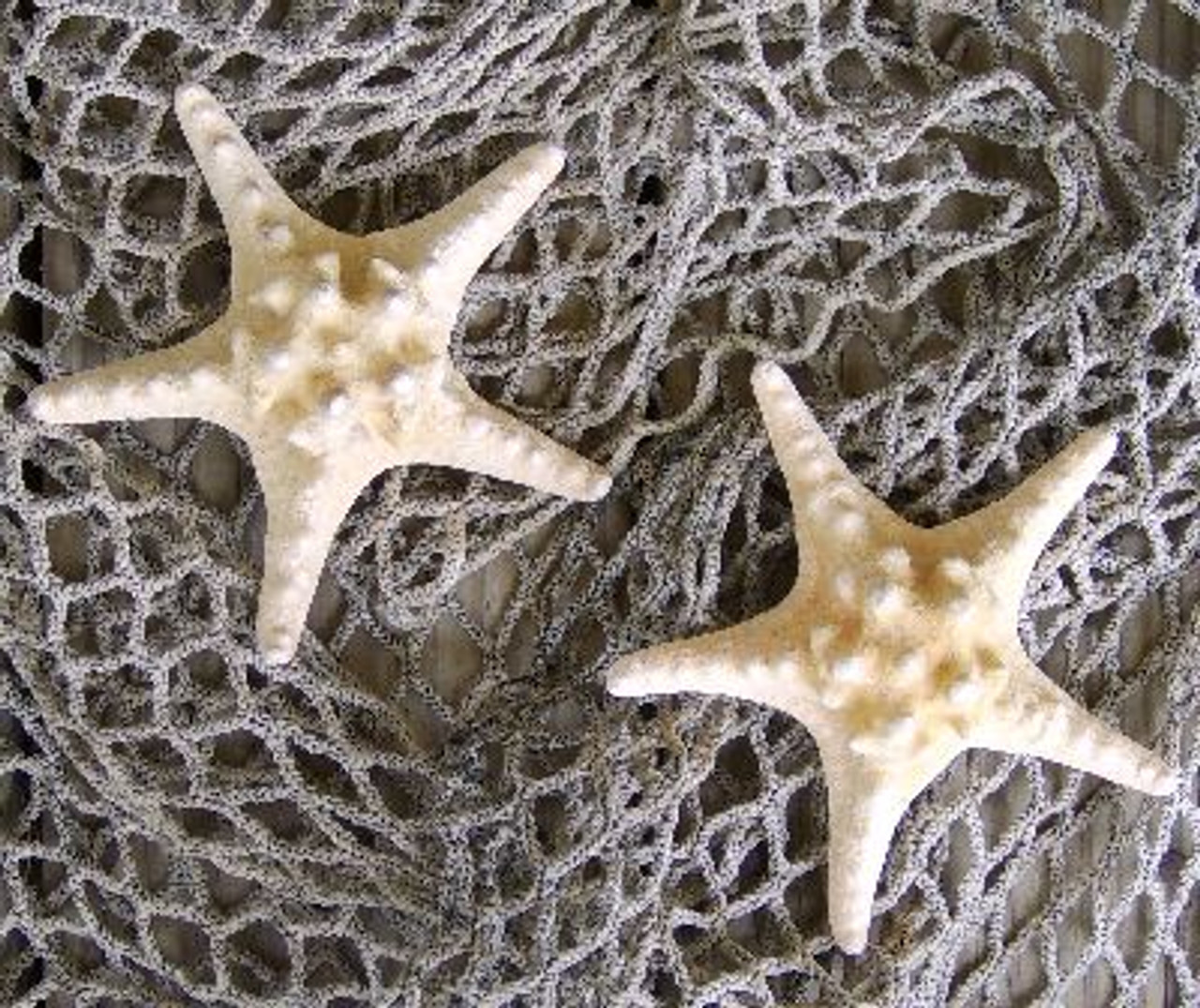 Nautical Seasons Natural Knobby Starfish Combo with our Heavier