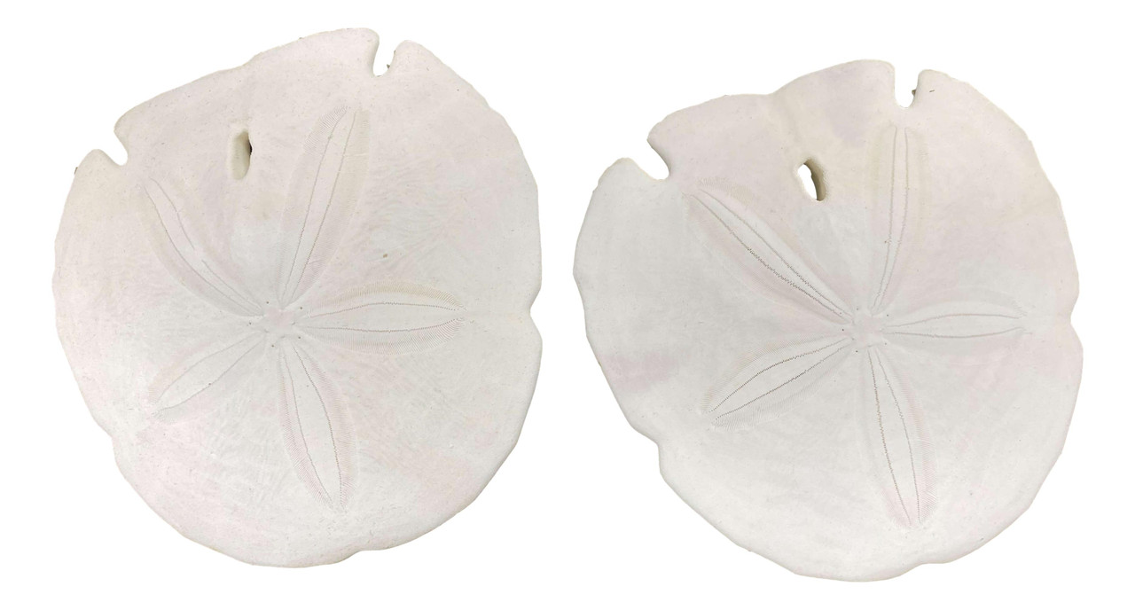 Arrowhead Sand Dollar, Extra Large - Encope Michelini - (One Sand Dollar  5-6 inch)