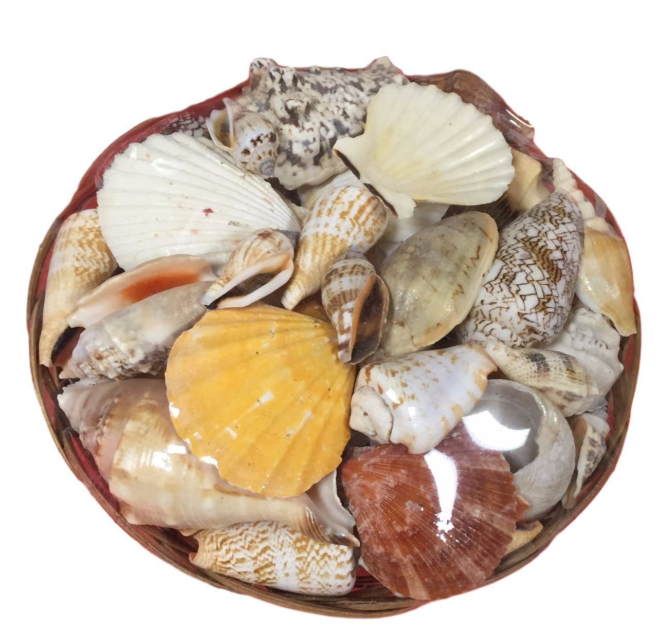 Basket of Shells, Seashells