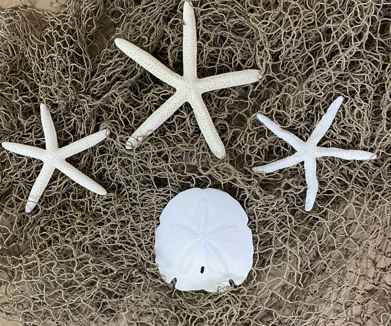 Starfish, Sand Dollars & Fish Net Combo