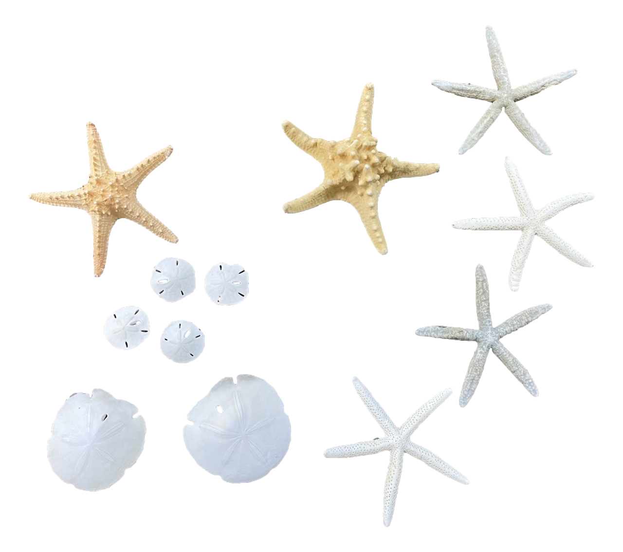 Tumbler Home Set of 6 White Starfish and Sand Dollars - 3 Finger Starfish  (4-6 in.) and 3 Sand Dollars (3-3.5 in.) - Starfish and Sand Dollars  for