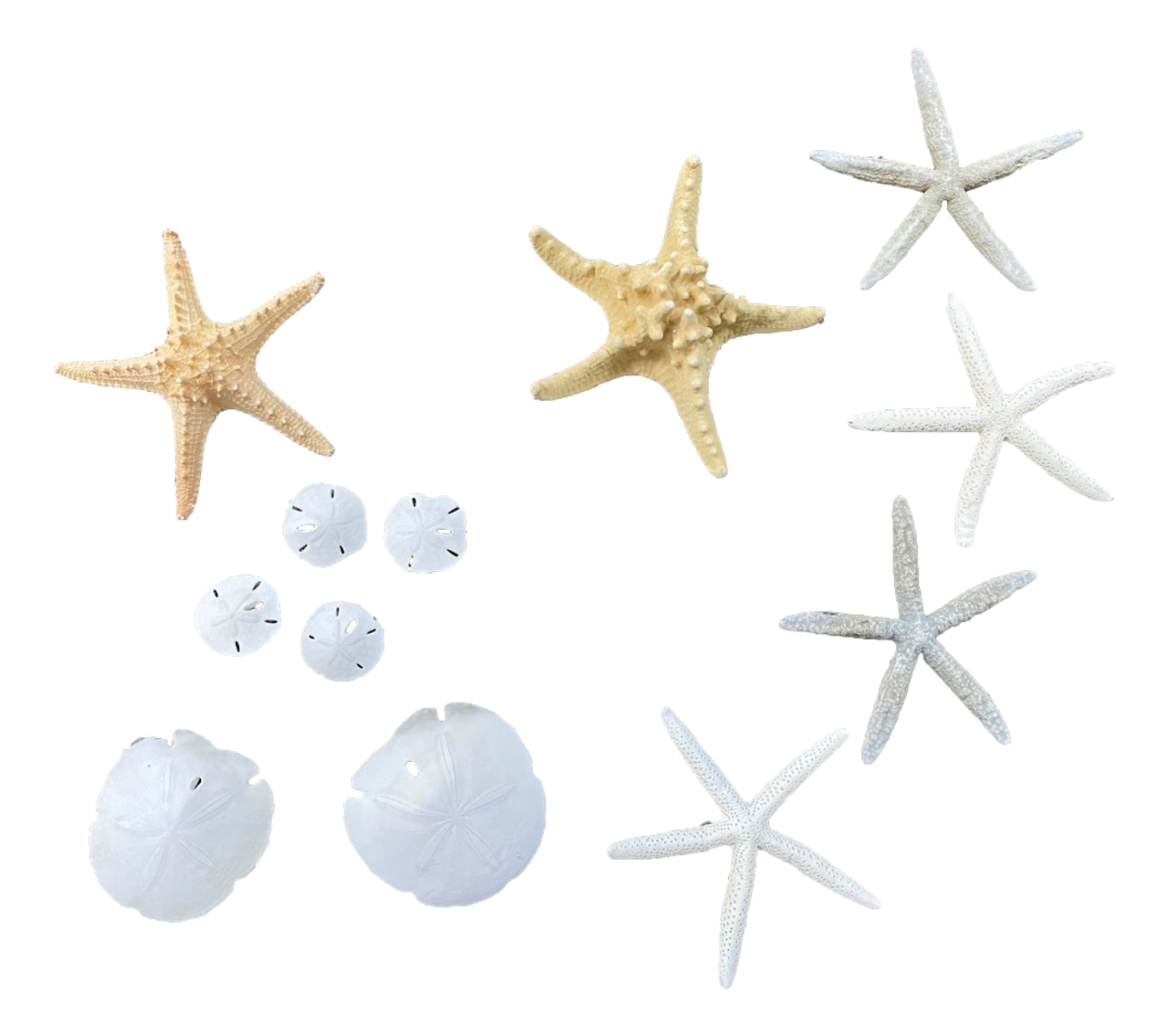 US Seller. 25x30cm Nautical Decor, Beach, Sand Dollar, Starfish